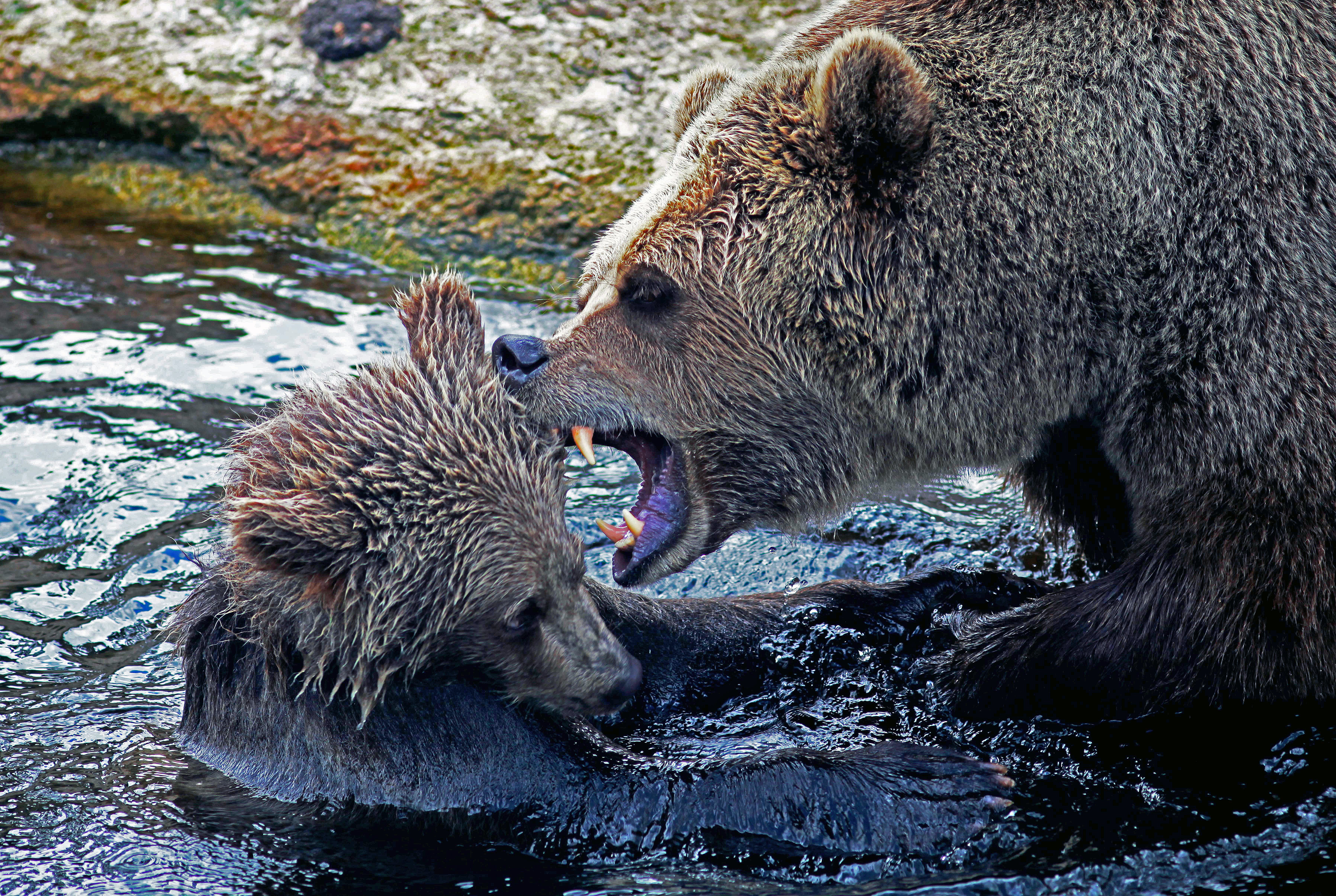 scream bear